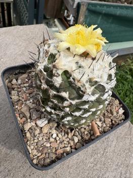 Preview: Copiapoa hypogaea